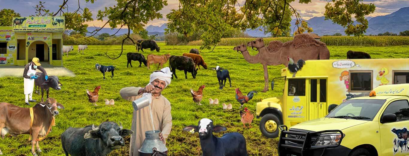 Punjab Livestock Jobs 2022